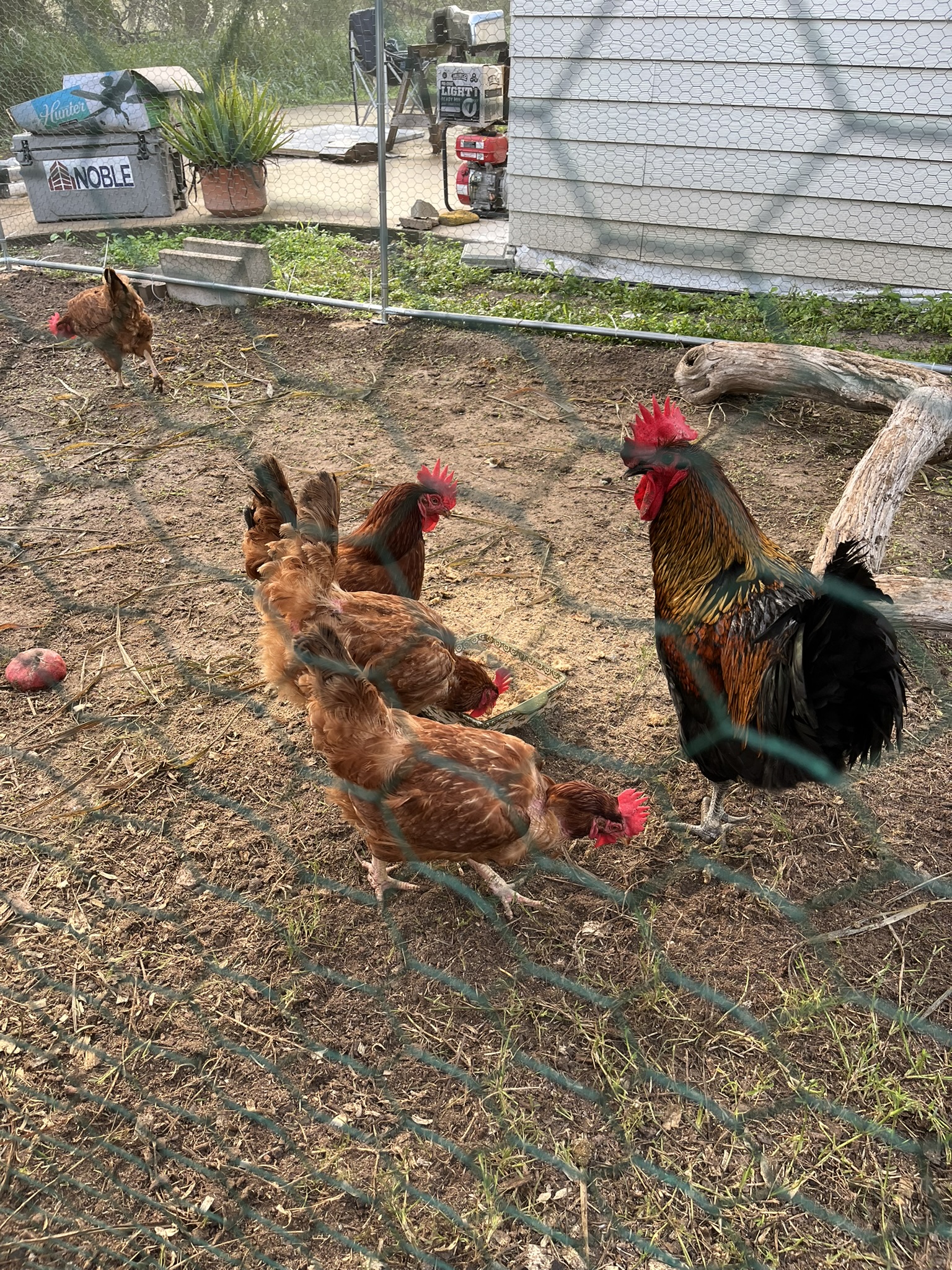 Pepe and the girls